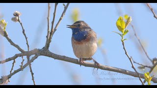 Bluethroat Call birds birdsounds [upl. by Eninej]