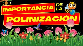 🌺🐝IMPORTANCIA DE LA POLINIZACIÓN Polinizadores🌎Ecología [upl. by Florian]