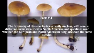 Entoloma rhodopolium Top  5 Facts [upl. by Adnawyt888]