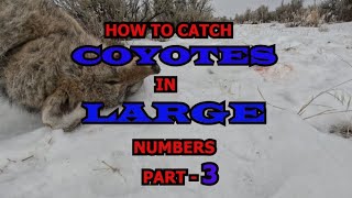 HOW TO CATCH COYOTES IN LARGE NUMBERS Part3 The Perfect Coyote Set Guaranteed [upl. by Youlton]