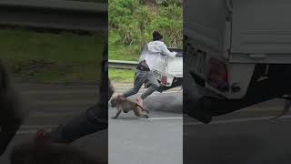 Man attacked by baboon after teasing in Cape Town South Africa [upl. by Asirral]