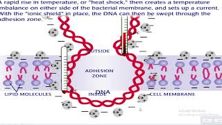 practical molecular Biology [upl. by Draude]