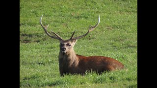 Sika stags soon be roaring [upl. by Urina]