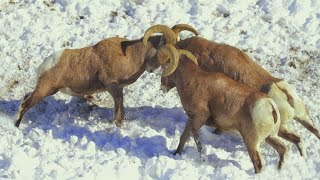 Wild Rams Fighting To The Death [upl. by Ettenowtna35]