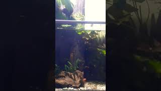 How to set up a guppy breeding tank guppybreeding aquarium petsvlog guppyfry pets [upl. by Abigael881]