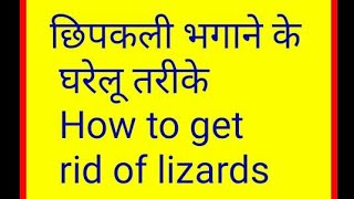 छिपकली भगाने के घरेलू तरीके । Best home Remedies to Get Rid of Lizard from House ।Rubis Recipes [upl. by Anahsak777]