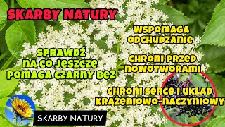 Czarny bez Właściwości zdrowotne i zastosowanie Dziki bez [upl. by Ydnab561]