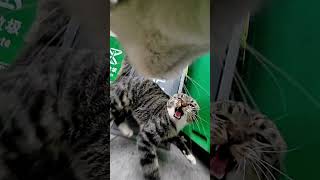 Puzzling Cat Behaviors Cats scaring cats its a real shock Cat owners grab your treats and go ap [upl. by Dnanidref]