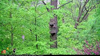 Barred Owl Fledgling quotHopequot Sticks The Landing Climbs Up Nesting Tree – May 17 2020 [upl. by Kondon]