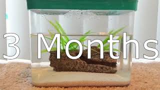 DIY Brine Shrimp Ecosphere  3 Month Update [upl. by Anirod72]