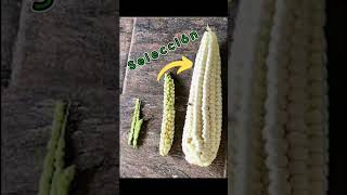 Teosinte El antepasado de el Maíz 🌽🌽 tractor milpa maiz agricultura rancho [upl. by Jacobo792]