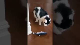 4 Funny cat video😹✨shorts cat meow kitten super cute funny [upl. by Ursala]