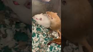 Gerbil breeding program colors gerbils rodent animals gerbil gerbilgang [upl. by Oirtemed]