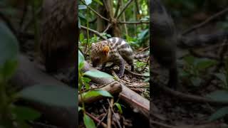 Small Tenrec finding food on the ground [upl. by Nob]