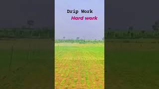 Drip Work Hard work dripwork hard work youtubeshorts trendingshorts subscribe [upl. by Kuster587]