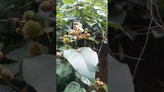 anato Bixa orellana  Lipstic nature medicinalplant flower Tree Annatto Achiote [upl. by Nnyltiak]