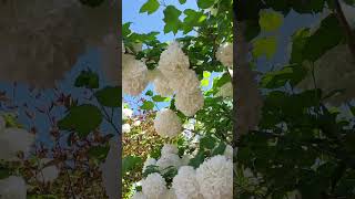 Viburnum macrocephalum common name Chinese snowball Barnet London June 2024 [upl. by Haropizt]