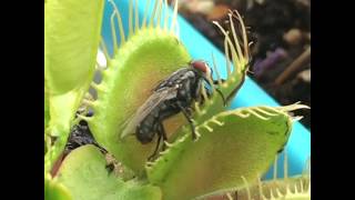 Venus Fly Trap Catching A Big Fly [upl. by Imoan]