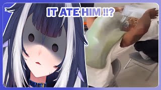 IT ATE HIM   Shylily React To UNUSUAL MEMES COMPILATION V255 [upl. by Whalen]