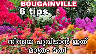 Bougainville flowering tips  malayalam gardening  Kadalas flower tips  tips for Bougainville [upl. by Aikemal]