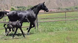 Dark Crystal amp 24 Le Formidable colt [upl. by Alrrats]