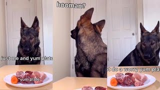 Spy Cam Will My Dog Steal Food [upl. by Abisha]