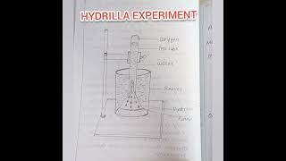 Hydrilla Experiment  Plus Two Botany  Practical [upl. by Christabel]