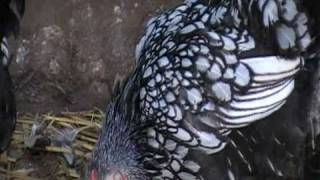 silver laced wyandotte [upl. by Amahs]