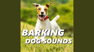 Dog Yelp Sounds [upl. by Abrahams]