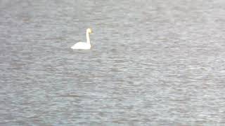 Whooper Swan on the Thames at RSPB Rainham Marshes [upl. by Asia]