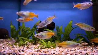 Red Boesemans Rainbowfish  Sweet Knowle Aquatics [upl. by Leboff]