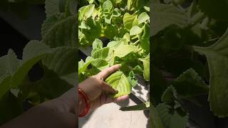 Ajwain plant ka ajib huaa ☘🪴 plants  garden [upl. by Cusick95]