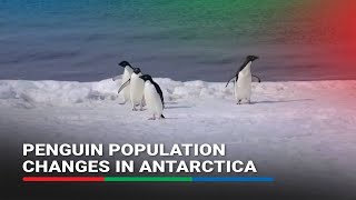 Researchers find penguin population changes in Antarctica due to climate change  ABSCBN News [upl. by Ylicec]