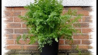 How to grow organic carrots in 10 inch pots in your garden Tips and advice from the grower [upl. by Meneau]