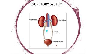 Cambridge Primary Science Stage 6 Chapter 1 16 What Does Kidney Do [upl. by Sopher]