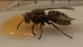 Starved european hornet gets a fill up with honey [upl. by Lennard]