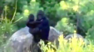 Top 15 Most Convincing Bigfoot Sightings Caught on Tape [upl. by Neved]