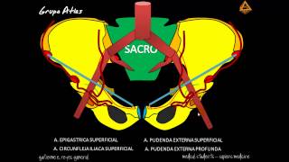 ARTERIAS DEL MIEMBRO INFERIOR Parte 1 [upl. by Elac]