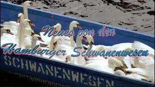 Neues von den Hamburger Schwanenwesen [upl. by Robinetta]