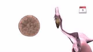 General Embryology  Detailed Animation On Implantation [upl. by Snowman]