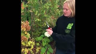 How to Prune Annabelle Hydrangeas in the Fall [upl. by Olnee]