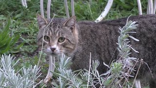 Gatto Procione Coccolone noregscience [upl. by Eyatnod]