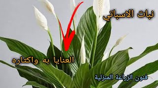 شاهد كيفية أكثار نبات الاسباتي Spathiphyllum wallisii وطرق العناية بها بشكل كامل [upl. by Ynaffital]