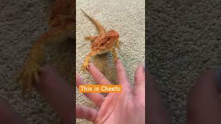 MY BABY BEARDIEEEE billieeilish viralvideo shorts fyp pets cute beardies beardeddragon [upl. by Lemmor]