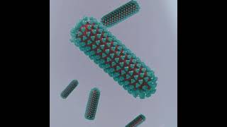 How rabies infection occurs [upl. by Jezreel]