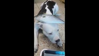 Nomyen the pitbull eats raw hamachi ASMR [upl. by Seow]