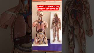 Human Circulatory System  इन्सान के शरीर की सभी नसें viral shorts anatomy [upl. by Bertram]