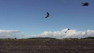 Goose Shooting Using Enforcer Goose Decoys [upl. by Ikcaj]