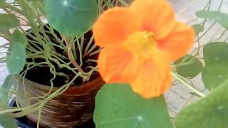 Καπουτσινος  Tropaeolum  Nasturtium [upl. by Sezen]