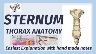 Sternum Anatomy  Bone  Manubrium Sternal Angle Xiphoid process  joints of sternum [upl. by Pritchett192]